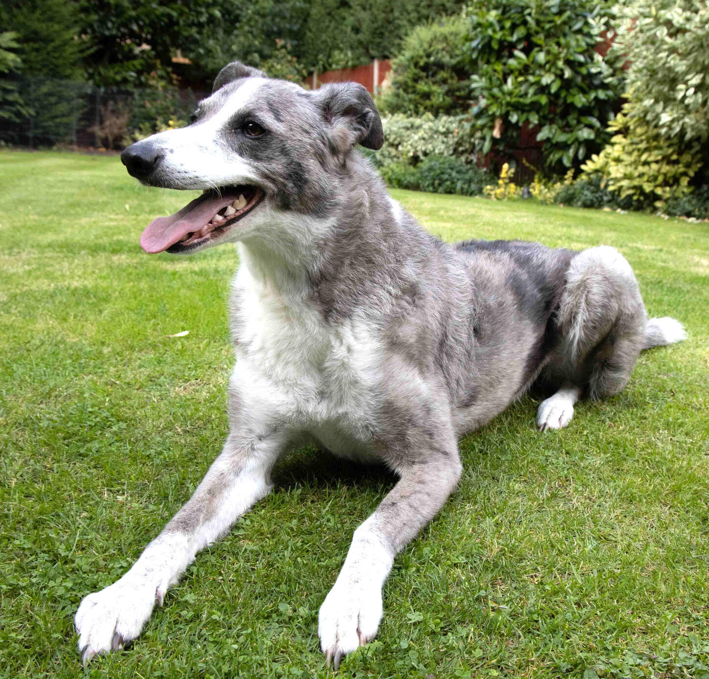 Molly: the inspiration for Colin, Lyra's dog in The Funeral-Goers